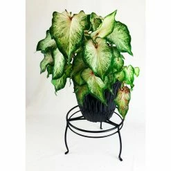 Vigoro 8 in. Black Metal Indoor Plant Stand -VIGOR Plants Shop black vigoro plant stands 51470 4f 1000