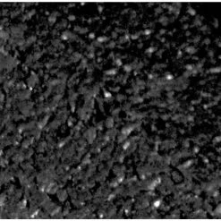 Vigoro EcoBorder 4 ft. Black Rubber Landscape Edging (6-Pack) -VIGOR Plants Shop black vigoro rubber edging ecobrd blk 6pk 4f 1000