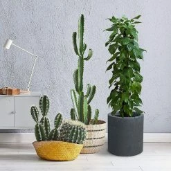 KANTE 15.8 in. x 12.9 in. and 9.8 in. W Round Charcoal Concrete/Fiberglass Indoor Outdoor Elegant Planters -VIGOR Plants Shop charcoal kante plant pots osc0119abc c60121 1f 1000