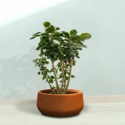 KANTE 16 in. Dia. Round Iron Oxide Concrete Bowl Planter, Outdoor Indoor Large Planter Pot with Drainage Hole -VIGOR Plants Shop iron oxide kante plant pots rc0051b c80621 76 1000