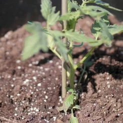 Vigoro 5 ft. Natural Bamboo Stake 15 Vigoro 5 ft. Natural Bamboo Stake -VIGOR Plants Shop natural bamboo beige vigoro tomato cages bb5vg 44 1000