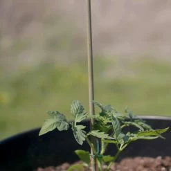 Vigoro 5 ft. Natural Bamboo Stake 17 Vigoro 5 ft. Natural Bamboo Stake -VIGOR Plants Shop natural bamboo beige vigoro tomato cages bb5vg 76 1000