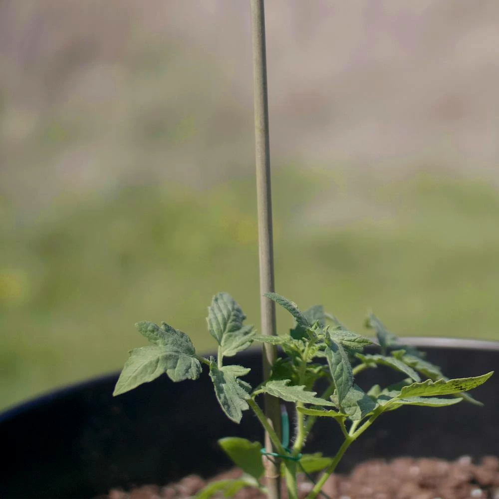 Vigoro 5 ft. Natural Bamboo Stake 10 Vigoro 5 ft. Natural Bamboo Stake - Image 8