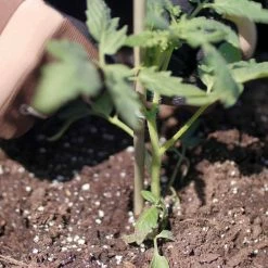 Vigoro 5 ft. Natural Bamboo Stake 16 Vigoro 5 ft. Natural Bamboo Stake -VIGOR Plants Shop natural bamboo beige vigoro tomato cages bb5vg fa 1000