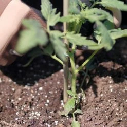 Vigoro Bamboo 6 ft. Natural Stake -VIGOR Plants Shop natural bamboo beige vigoro tomato cages bb6vg 44 1000