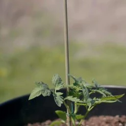 Vigoro Bamboo 6 ft. Natural Stake -VIGOR Plants Shop natural bamboo beige vigoro tomato cages bb6vg fa 1000