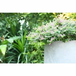 KANTE 17.3 in. Tall Natural Lightweight Concrete Footed Tulip Outdoor Round Planter (Set of 3) -VIGOR Plants Shop natural kante plant pots rf2015022bcd c80021 4f 1000