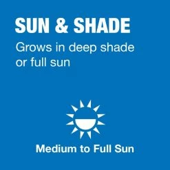 Vigoro 20 lbs. Sun and Shade Grass Seed Mix with Water Saver Seed Coating 18 Vigoro 20 lbs. Sun and Shade Grass Seed Mix with Water Saver Seed Coating -VIGOR Plants Shop vigoro grass seed 25687 a0 1000