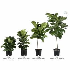 Vigoro 6 in. Little Fiddle Leaf Fig Indoor Plant in Small White Ribbed Plastic Decor Planter (2-Pack) -VIGOR Plants Shop vigoro indoor plants co 6fig 3 vi wh 1f 1000