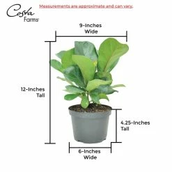 Vigoro 6 in. Little Fiddle Leaf Fig Indoor Plant in Small White Ribbed Plastic Decor Planter (2-Pack) -VIGOR Plants Shop vigoro indoor plants co 6fig 3 vi wh 44 1000