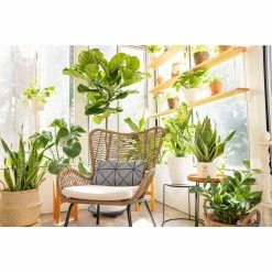 Vigoro 6 in. Little Fiddle Leaf Fig Indoor Plant in Small White Ribbed Plastic Decor Planter (2-Pack) -VIGOR Plants Shop vigoro indoor plants co 6fig 3 vi wh 4f 1000