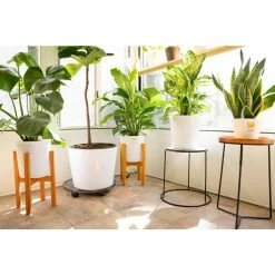 Vigoro 6 in. Little Fiddle Leaf Fig Indoor Plant in Small White Ribbed Plastic Decor Planter (2-Pack) -VIGOR Plants Shop vigoro indoor plants co 6fig 3 vi wh 77 1000