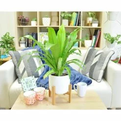Vigoro 6 in. Bird's Nest Fern Indoor Plant in Small White Ribbed Plastic Decor Planter (2-Pack) -VIGOR Plants Shop vigoro indoor plants co brdf 3 vi wh c3 1000
