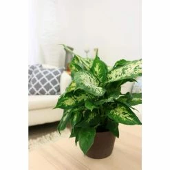 Vigoro 6 in. Dieffenbachia Indoor Plant in Small White Ribbed Plastic Decor Planter (2-Pack) -VIGOR Plants Shop vigoro indoor plants co dief 3 vi wh 1f 1000