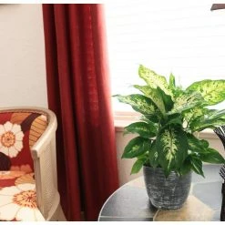 Vigoro 6 in. Dieffenbachia Indoor Plant in Small White Ribbed Plastic Decor Planter (2-Pack) -VIGOR Plants Shop vigoro indoor plants co dief 3 vi wh 4f 1000