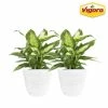 Vigoro 6 in. Dieffenbachia Indoor Plant in Small White Ribbed Plastic Decor Planter (2-Pack) -VIGOR Plants Shop vigoro indoor plants co dief 3 vi wh 64 1000