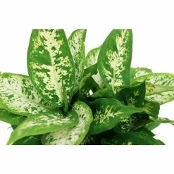Vigoro 6 in. Dieffenbachia Indoor Plant in Small White Ribbed Plastic Decor Planter (2-Pack) -VIGOR Plants Shop vigoro indoor plants co dief 3 vi wh c3 1000