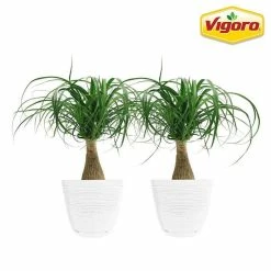 Vigoro 6 in. Ponytail Palm Indoor Plant in Small White Ribbed Plastic Decor Planter (2-Pack)