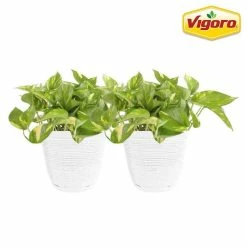 Vigoro 6 in. Golden Pothos Indoor Plant in Small White Ribbed Plastic Decor Planter (2-Pack)