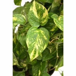 Vigoro 6 in. Golden Pothos Indoor Plant in Small White Ribbed Plastic Decor Planter (2-Pack) -VIGOR Plants Shop vigoro indoor plants co poth 3 vi wh 77 1000