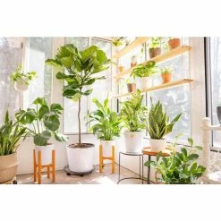 Vigoro 6 in. Grower's Choice Snake Plant (Sansevieria) in Small White Ribbed Plastic Decor Planter (2-Pack) -VIGOR Plants Shop vigoro indoor plants co sl07 3 vi wh 1f 1000