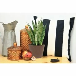 Vigoro 6 in. Grower's Choice Snake Plant (Sansevieria) in Small White Ribbed Plastic Decor Planter (2-Pack) -VIGOR Plants Shop vigoro indoor plants co sl07 3 vi wh 4f 1000