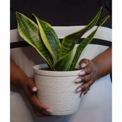 Vigoro 6 in. Grower's Choice Snake Plant (Sansevieria) in Small White Ribbed Plastic Decor Planter (2-Pack) -VIGOR Plants Shop vigoro indoor plants co sl07 3 vi wh a0 1000