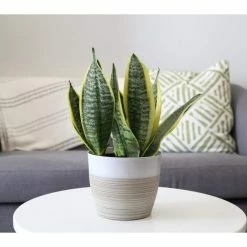 Vigoro 6 in. Grower's Choice Snake Plant (Sansevieria) in Small White Ribbed Plastic Decor Planter (2-Pack) -VIGOR Plants Shop vigoro indoor plants co sl07 3 vi wh c3 1000