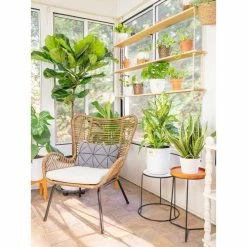 Vigoro 6 in. Peace Lily Indoor Plant in Small White Ribbed Plastic Decor Planter (2-Pack) -VIGOR Plants Shop vigoro indoor plants co sy06 3 vi wh 44 1000