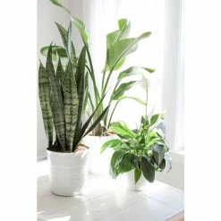 Vigoro 6 in. Peace Lily Indoor Plant in Small White Ribbed Plastic Decor Planter (2-Pack) -VIGOR Plants Shop vigoro indoor plants co sy06 3 vi wh 4f 1000