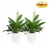 Vigoro 6 in. Peace Lily Indoor Plant in Small White Ribbed Plastic Decor Planter (2-Pack) -VIGOR Plants Shop vigoro indoor plants co sy06 3 vi wh 64 1000