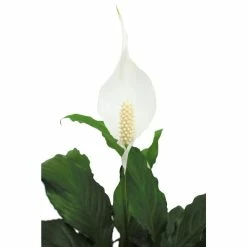 Vigoro 6 in. Peace Lily Indoor Plant in Small White Ribbed Plastic Decor Planter (2-Pack) -VIGOR Plants Shop vigoro indoor plants co sy06 3 vi wh 77 1000
