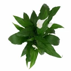 Vigoro 6 in. Peace Lily Indoor Plant in Small White Ribbed Plastic Decor Planter (2-Pack) -VIGOR Plants Shop vigoro indoor plants co sy06 3 vi wh fa 1000