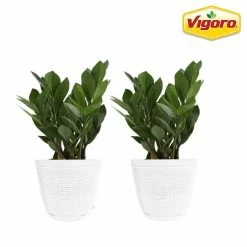 Vigoro 6 in. ZZ Indoor Plant in Small White Ribbed Plastic Decor Planter (2-Pack)