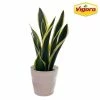Vigoro 6 in. Sansevieria Snake Plant in Black Decor Pot -VIGOR Plants Shop vigoro indoor plants sans6vigoro 64 1000