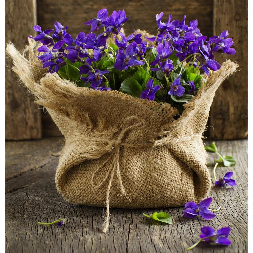 Vigoro 3 ft. x 24 ft. 100% Natural Burlap Landscape Fabric (2-Pack) 10 Vigoro 3 ft. x 24 ft. 100% Natural Burlap Landscape Fabric (2-Pack) - Image 8