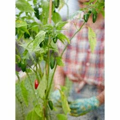 Vigoro 14 ft. x 14 ft. Polypropylene Bird Block Netting and Barrier 22 Vigoro 14 ft. x 14 ft. Polypropylene Bird Block Netting and Barrier -VIGOR Plants Shop vigoro landscape fabric nmvbb1414 1f 1000