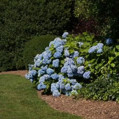 Vigoro 4 ft. x 100 ft. Matrix Grid Heavy-Duty Landscape Fabric (4-Pack) -VIGOR Plants Shop vigoro landscape fabric vpnm410085 4pk 77 1000