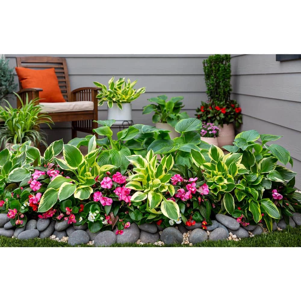 Vigoro 2.5 Qt. Green Variegated Patriot Hosta Perennial Plant (3-Pack) 6 Vigoro 2.5 Qt. Green Variegated Patriot Hosta Perennial Plant (3-Pack) - Image 4