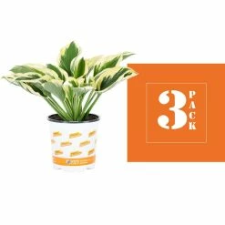 Vigoro 2.5 Qt. Green Variegated Patriot Hosta Perennial Plant (3-Pack) 8 Vigoro 2.5 Qt. Green Variegated Patriot Hosta Perennial Plant (3-Pack) -VIGOR Plants Shop vigoro perennials 4035 4f 1000