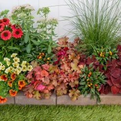 Vigoro 2.5 Qt. Indian Summer Cranberry Heuchera Coral Bells Perennial Plant (3-Pack) -VIGOR Plants Shop vigoro perennials 4267 1f 1000