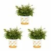 Vigoro 2.5 Qt. Fern Hardy Autumn Perennial Plant (3-Pack) -VIGOR Plants Shop vigoro perennials 4542 64 1000
