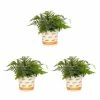 Vigoro 2.5 Qt. Fern Hardy Japanese Painted Perennial Plant (3-Pack) -VIGOR Plants Shop vigoro perennials 4543 64 1000