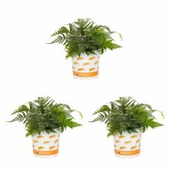 Vigoro 2.5 Qt. Fern Hardy Japanese Painted Perennial Plant (3-Pack)