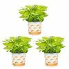 Vigoro 2.5 Qt. Hosta Rainforest Sunrise Perennial Plant (3-Pack) 2 Vigoro 2.5 Qt. Hosta Rainforest Sunrise Perennial Plant (3-Pack) -VIGOR Plants Shop vigoro perennials 4550 64 1000