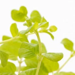 1 Pt. Vigoro Accent Lysimachia Creeping Jenny Green Perennial Plant (6-Pack) -VIGOR Plants Shop vigoro perennials 5122 4f 1000