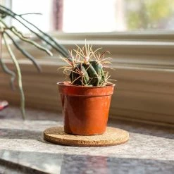 Vigoro 4 in. Cork Mat -VIGOR Plants Shop vigoro planter saucers cm4phbdi 4f 1000