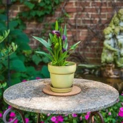 Vigoro 6 in. Cork Mat -VIGOR Plants Shop vigoro planter saucers cm6phbdi 44 1000