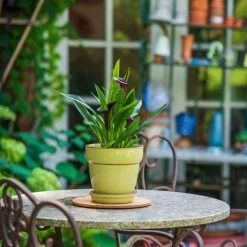 Vigoro 6 in. Cork Mat -VIGOR Plants Shop vigoro planter saucers cm6phbdi fa 1000