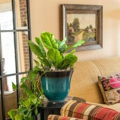 Vigoro 12 in. Heavy Duty Plant Saucer -VIGOR Plants Shop vigoro planter saucers sp12vg 44 1000